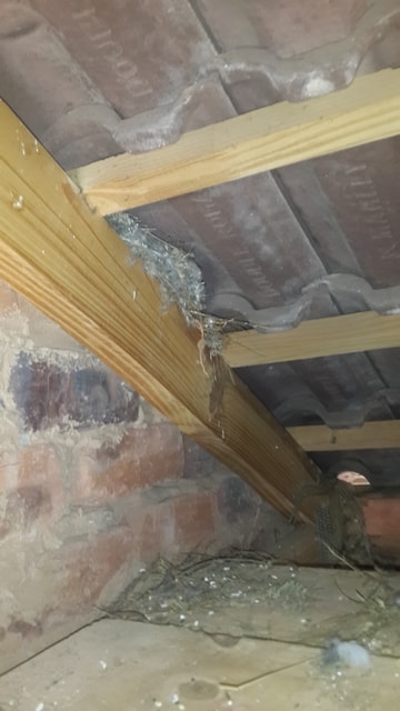 Bird Poo in Roof Ceiling Cleaning